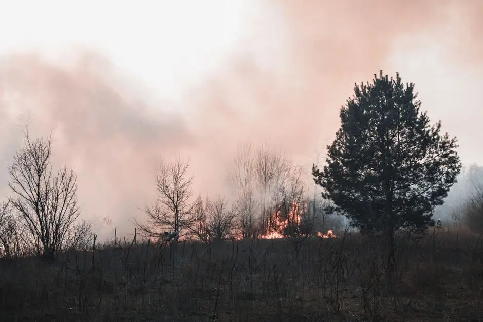 Zmiany klimatu zwiększą ryzyko pożarów lasów w Europie