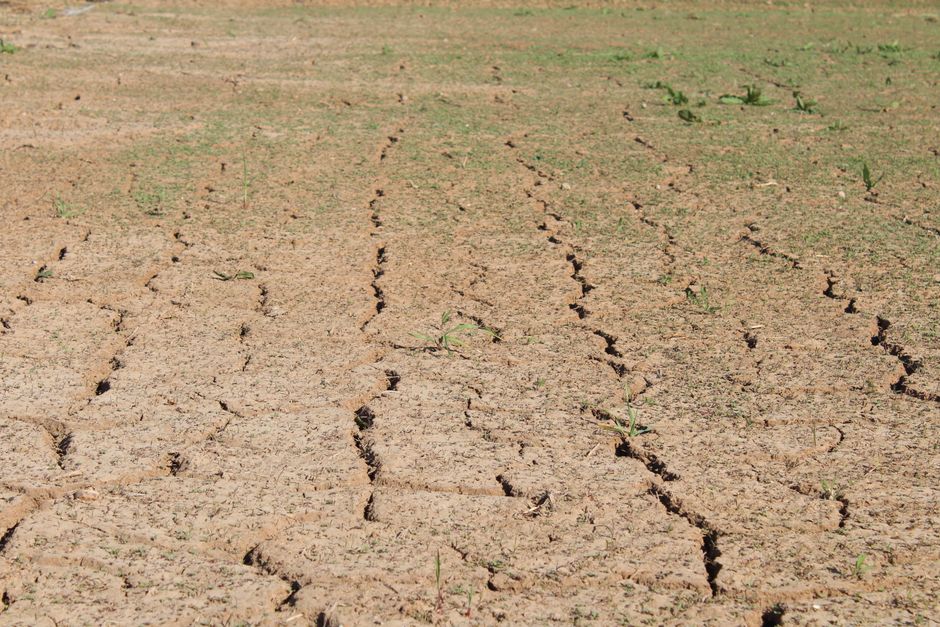 Susza 2026: Niemieccy rolnicy liczą straty, rośnie presja na politykę klimatyczną