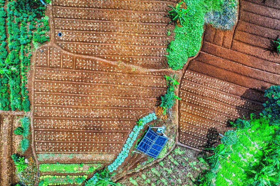 Agri-PV: rośliny uprawne potrafią przystosować się do częściowego zacienienia