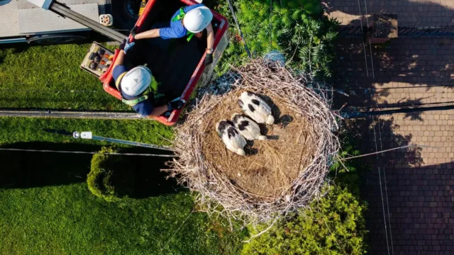 Elektroniczne obrączki INTAG: nowa era w badaniach nad bocianami dzięki TAURON Dystrybucji