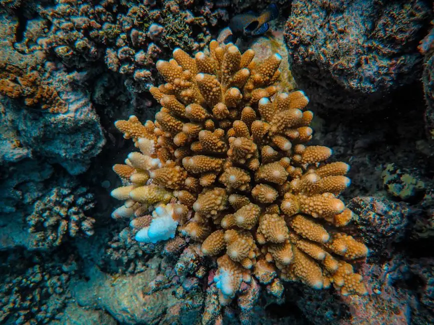 Kryzys klimatyczny wzmacnia El Niño – nowe badania koralowców