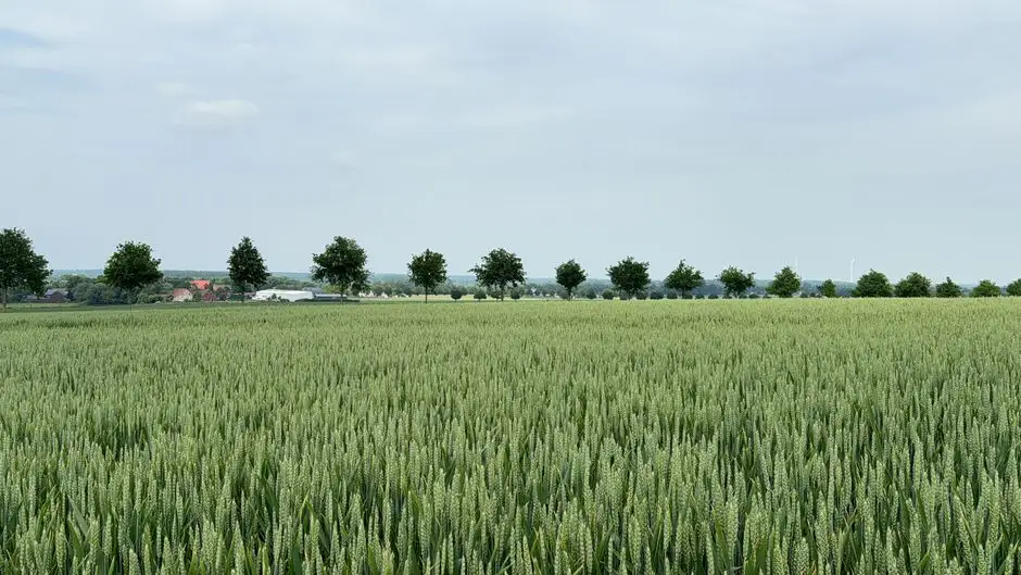 Agroforst w Niemczech: wciąż mało rolników łączy uprawy z drzewami