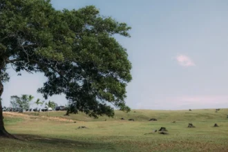 Bioróżnorodność łąk kluczem do pochłaniania CO₂ – nowe badanie PIK i CAU