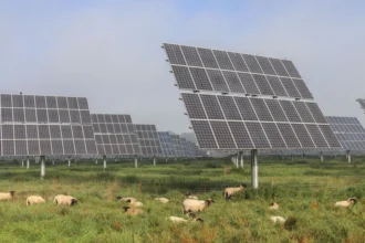 Agrivoltaico w Kampanii: nowe wytyczne operacyjne dla rolnictwa i pszczelarstwa