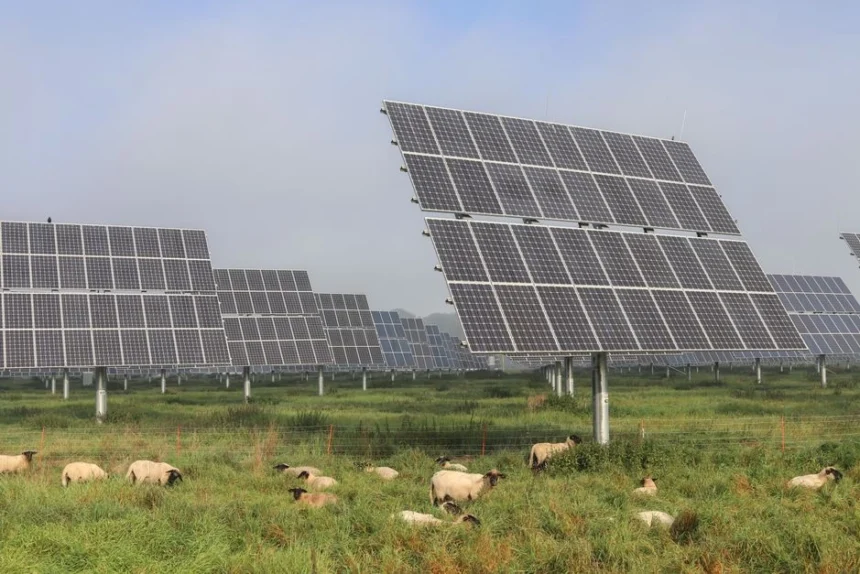 Agrivoltaico w Kampanii: nowe wytyczne operacyjne dla rolnictwa i pszczelarstwa